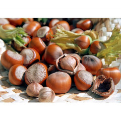 Фундук сорт Трапезунд 2 летний, конт. 2 л