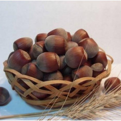 Саджанці фундука сорт Подарунок Юннатом