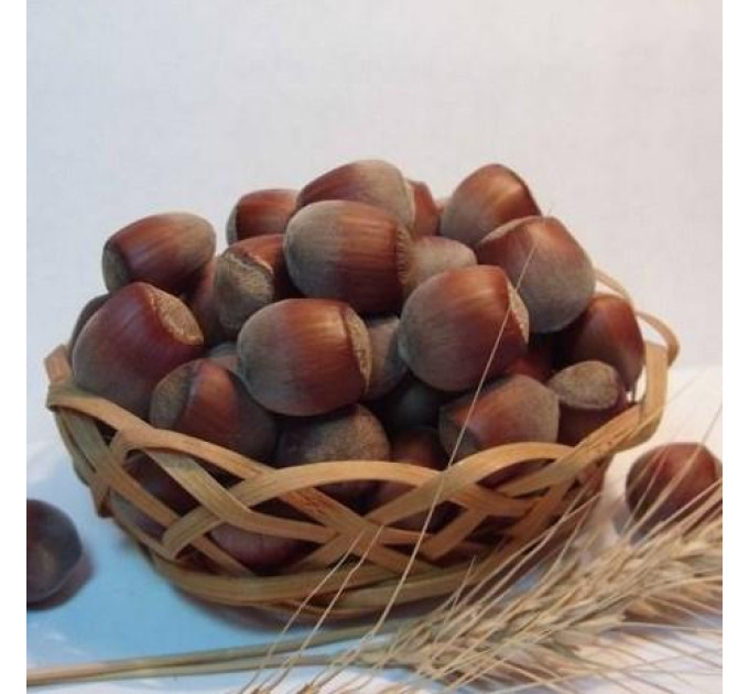 Саженцы фундука сорт Подарок Юннатом