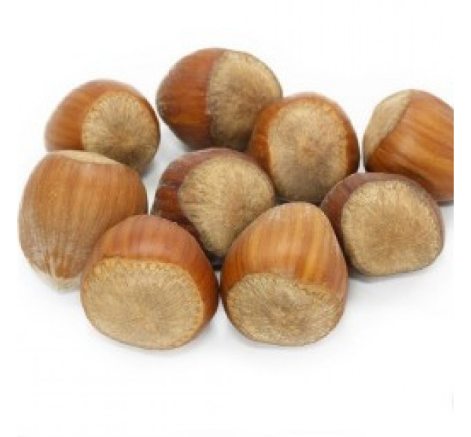 Фундук сорт Лозовской Шаровый