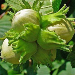 Фундук сорт Лозовской Шаровый