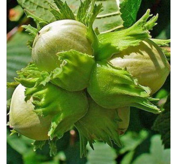 Фундук сорт Лозовской Шаровый