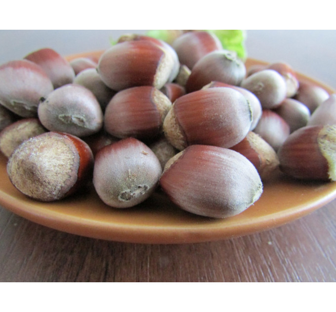 Фундук сорт Лозовской Шаровый