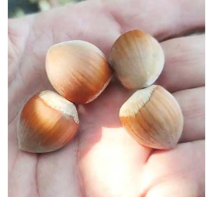 Фундук сорт Лозовской Шаровый