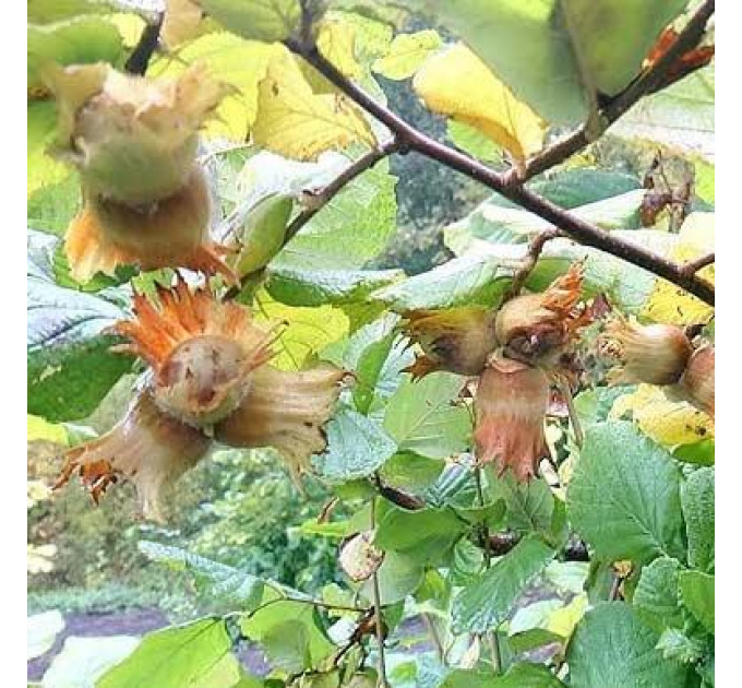 Фундук сорт Лозовской Шаровый