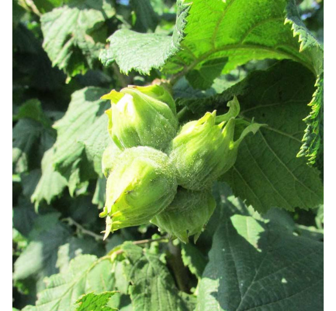 Фундук сорт Лозовской Шаровый