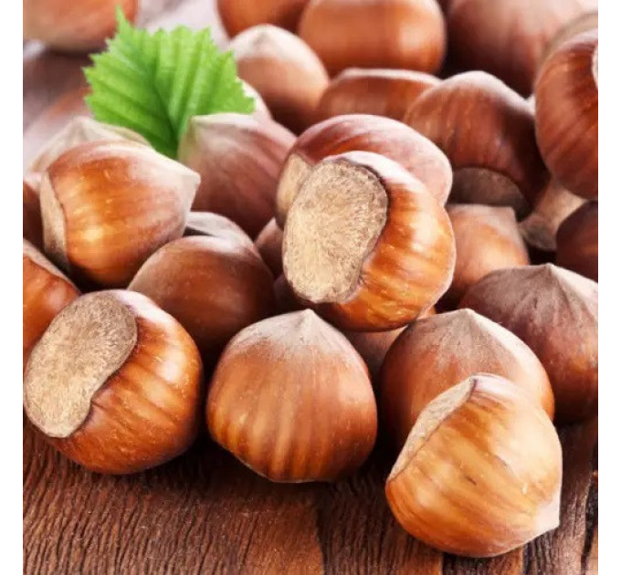 Фундук сорт Дар Павленко