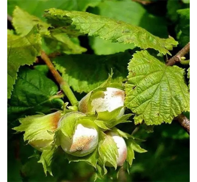 Фундук сорт Дар Павленко