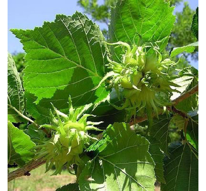 Саженцы Медвежьего ореха, 2 летние