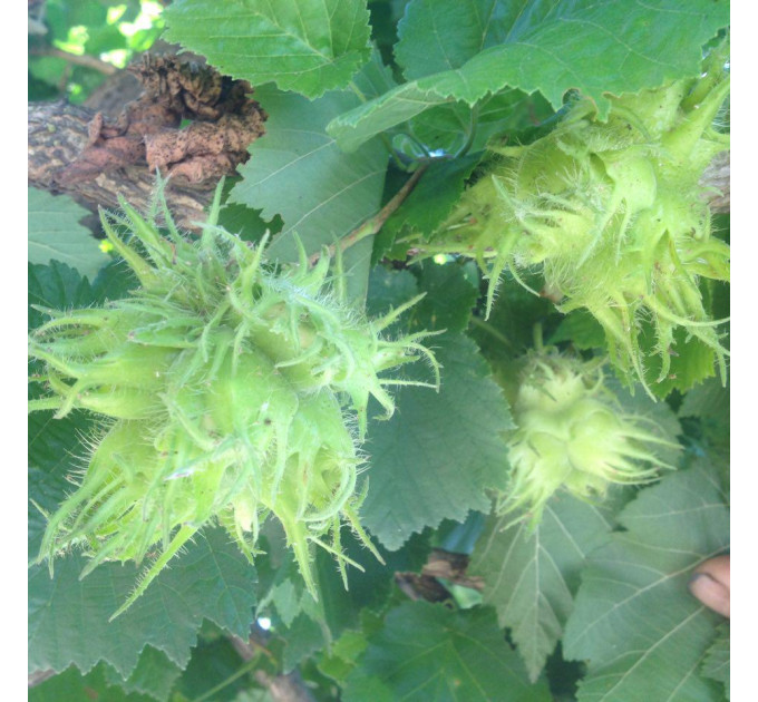 Саженцы Медвежьего ореха, 2 летние