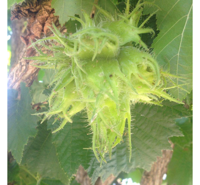 Саженцы Медвежьего ореха, 2 летние