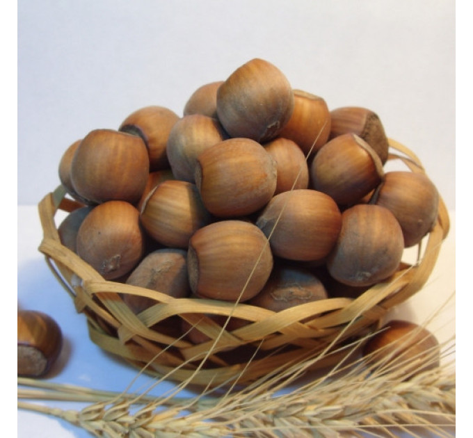 Фундук сорт Корончатый