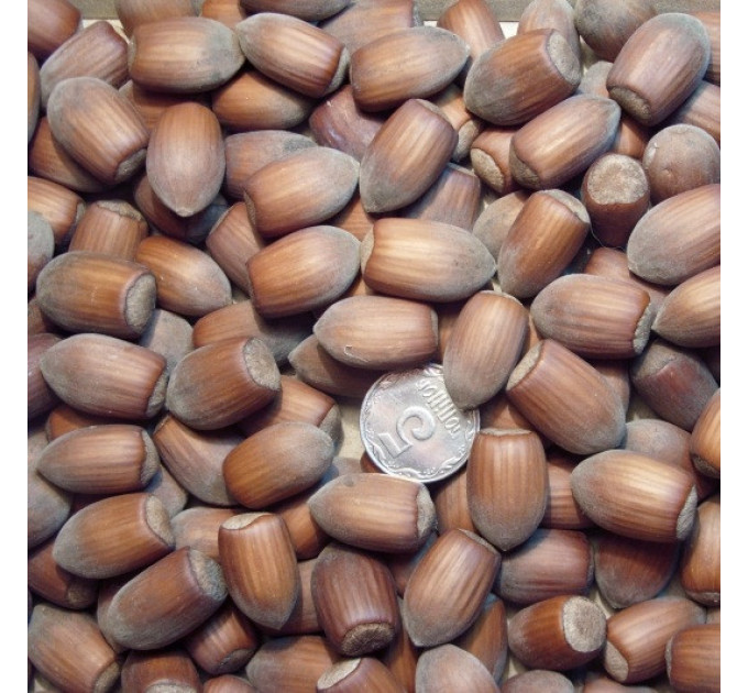 Фундук сорт Грандиозный