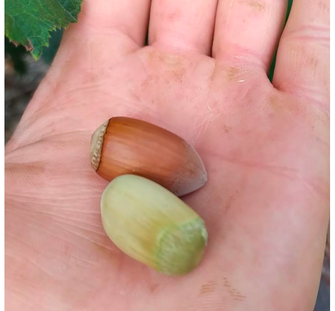 Фундук сорт Грандиозный