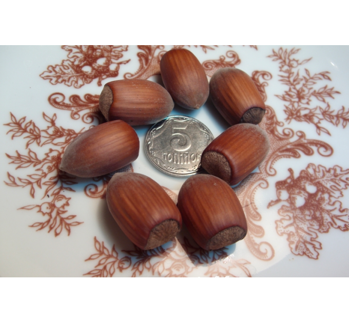 Фундук сорт Грандиозный