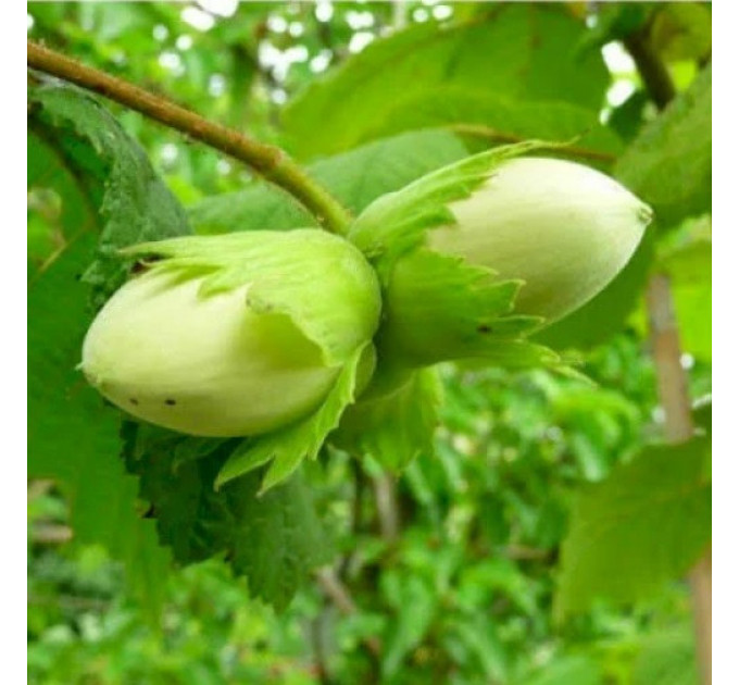 Фундук сорт Грандиозный