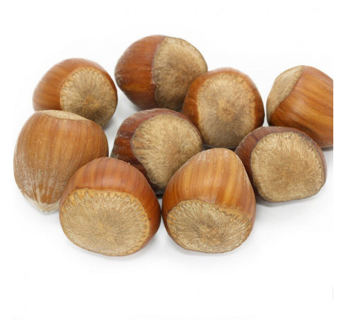 Фундук сорт Карамановский