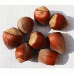Фундук сорт Гігант, 1 літні