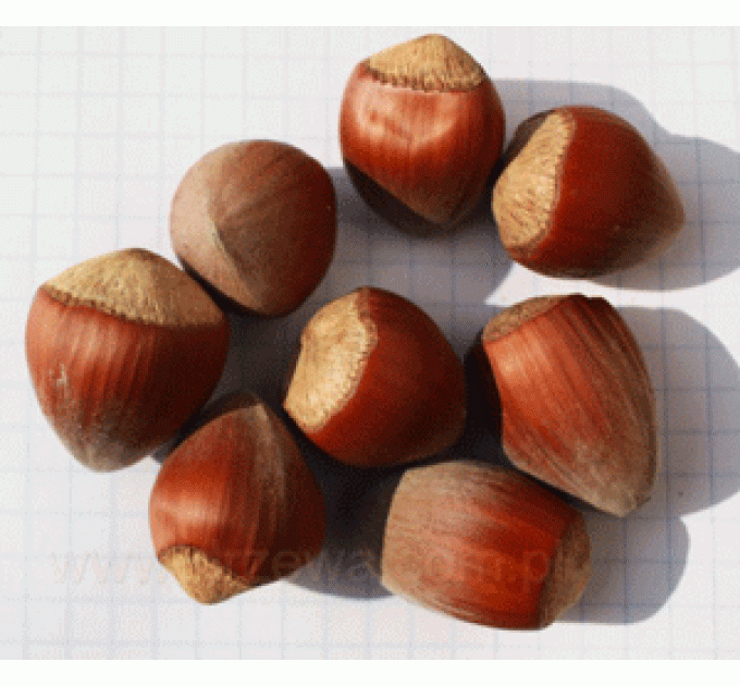 Фундук сорт Гигант, 1 летние