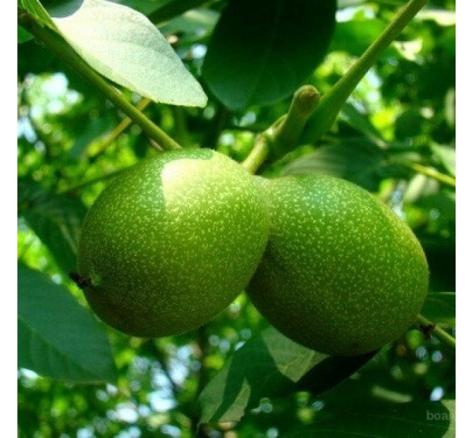 Саженцы ореха сорт "Буковинский" 1 летний