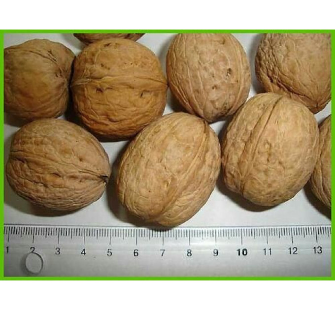 Саженцы ореха сорт "Буковинский" 1 летний