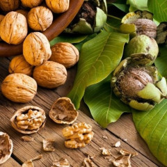 Саженцы ореха сорт "Буковинский" 1 летний