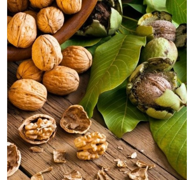 Саженцы ореха сорт "Буковинский" 1 летний