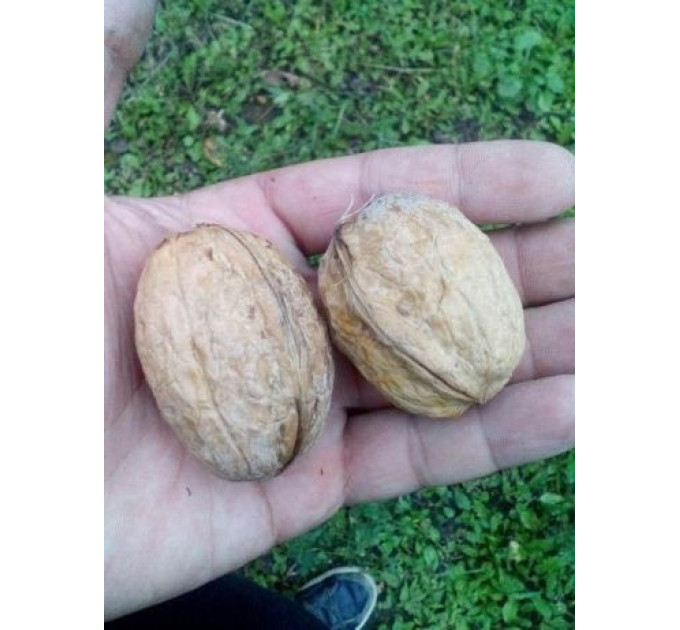 Саженцы ореха сорт "Буковинский" 1 летний