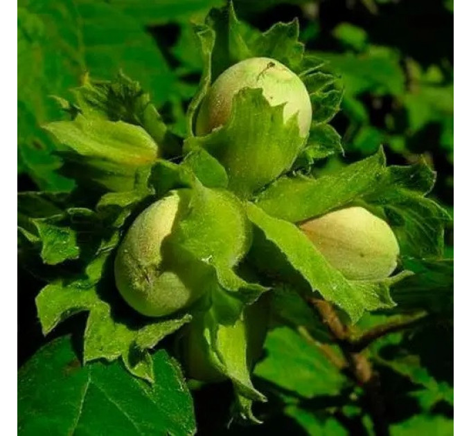 Фундук сорт Карамановский