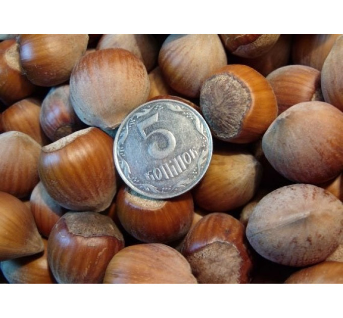 Фундук сорт Карамановский