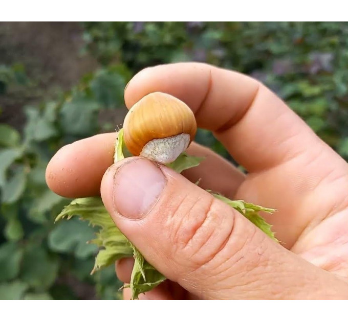 Фундук сорт Карамановский