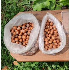 Фундук сорт Карамановский