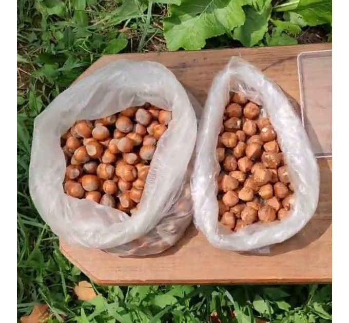 Фундук сорт Карамановский