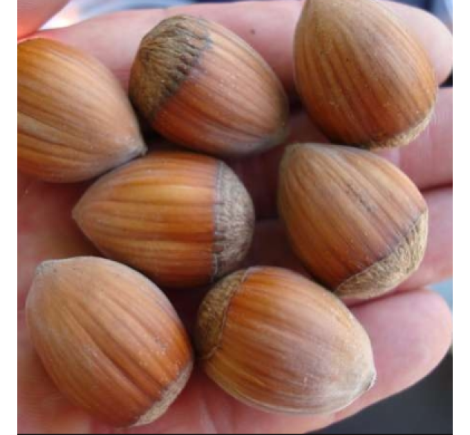 Саженцы фундука сорт Косфорд, 1 летние H 0.8-1 м