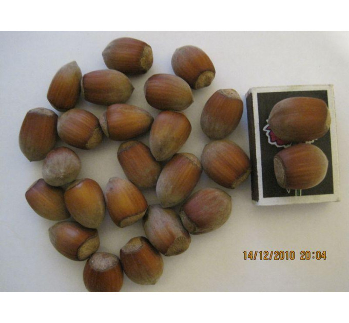 Саженцы фундука сорт Косфорд, 1 летние H 0.8-1 м