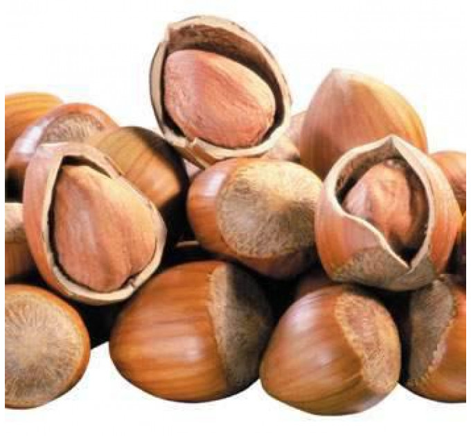 Фундук сорт Памяти Кучеренка