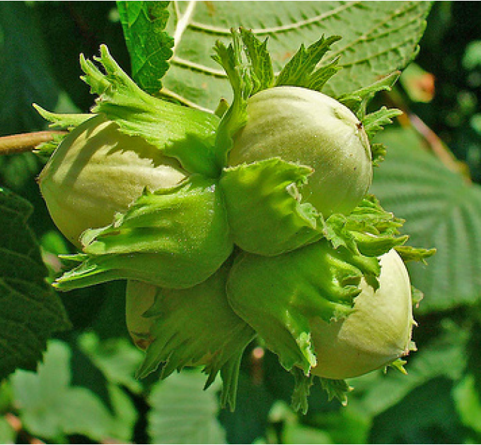 Саженцы фундука сорт Долинский