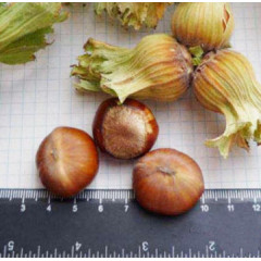 Фундук сорт Давыдовский, 1 летние