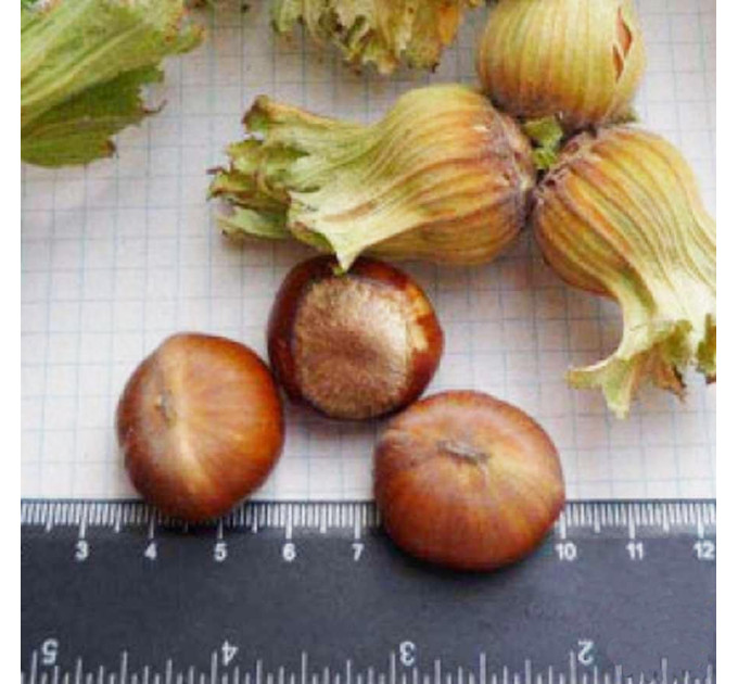 Фундук сорт Давыдовский, 1 летние