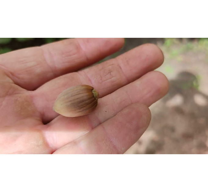 Фундук сорт Давыдовский, 1 летние