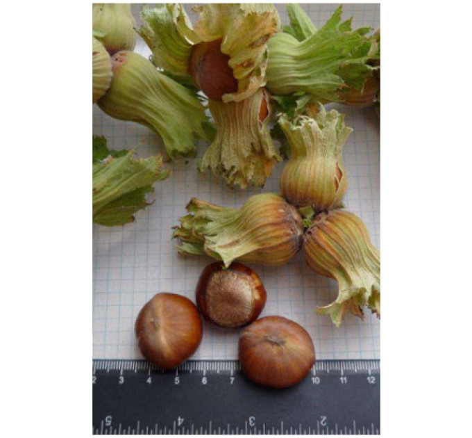 Фундук сорт Давыдовский, 1 летние