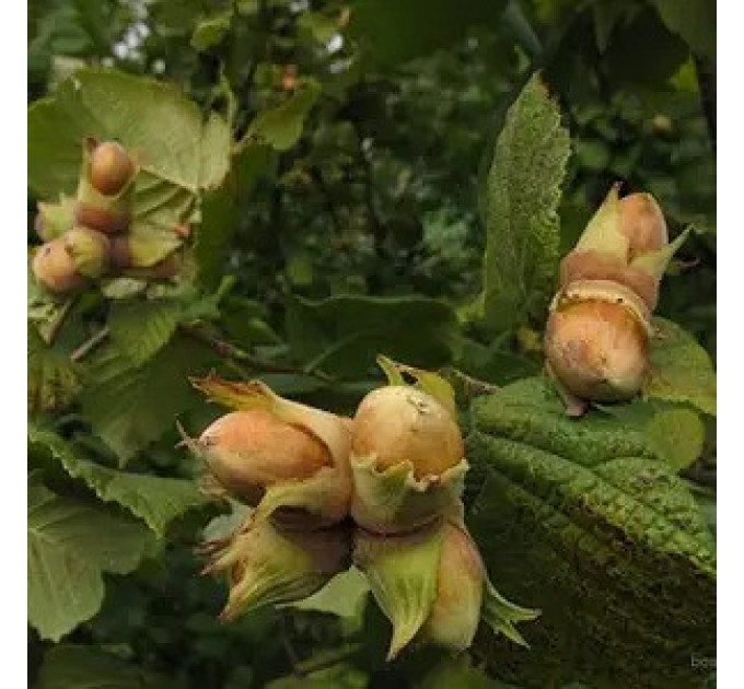 Фундук сорт Памяти Кучеренка