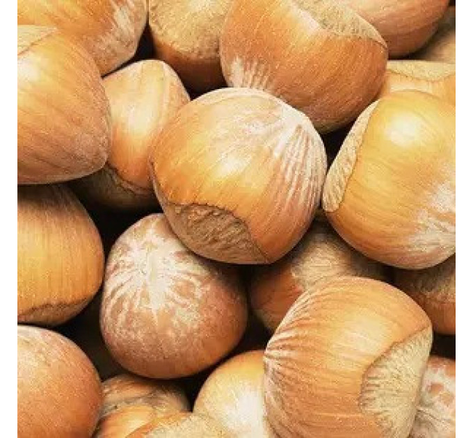 Фундук сорт Памяти Кучеренка