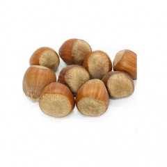 Фундук сорт Памяти Кучеренка