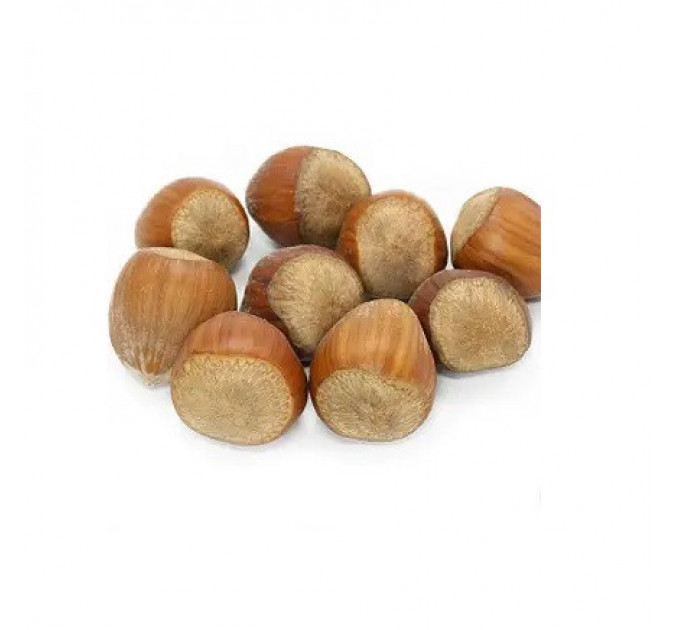 Фундук сорт Памяти Кучеренка