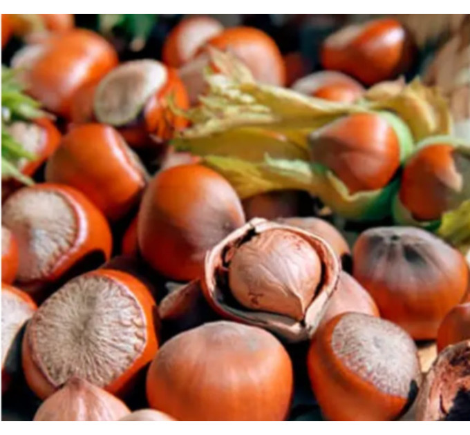 Саженцы фундука сорт Долинский