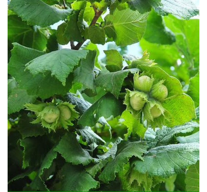 Саженцы фундука сорт Долинский