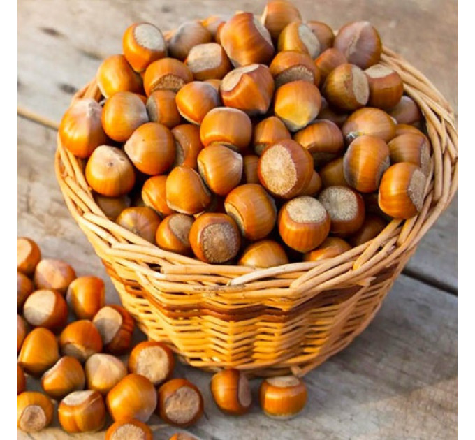 Саженцы фундука сорт Долинский