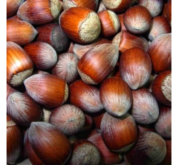 Саженцы фундука сорт Долинский