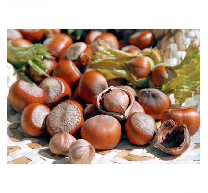 Фундук сорт Трапезунд